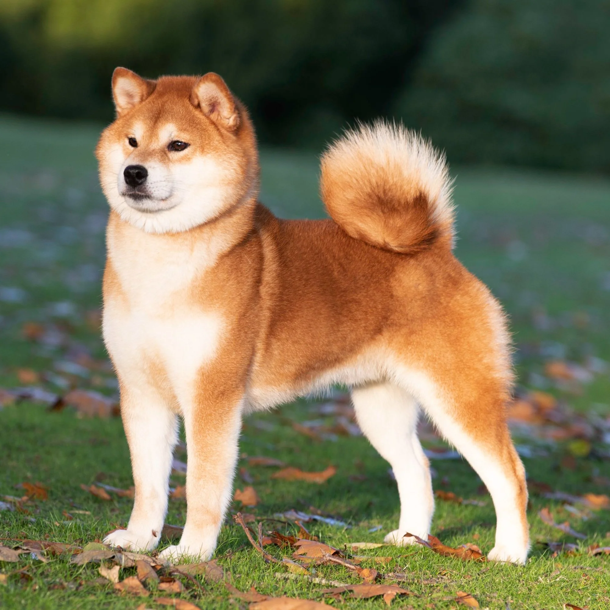 Shiba Males — FANTASA TEAM VORMUND